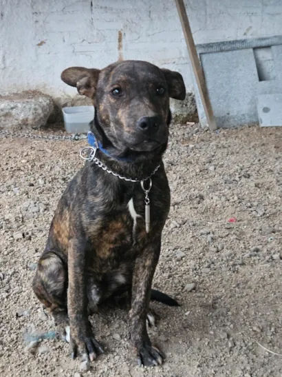 Cachorro raça SRD-ViraLata idade 2 a 6 meses nome Apolo e athena