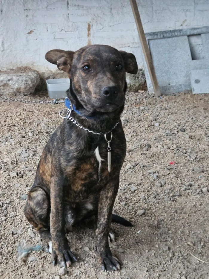 Cachorro raça SRD-ViraLata idade 2 a 6 meses nome Apolo e athena