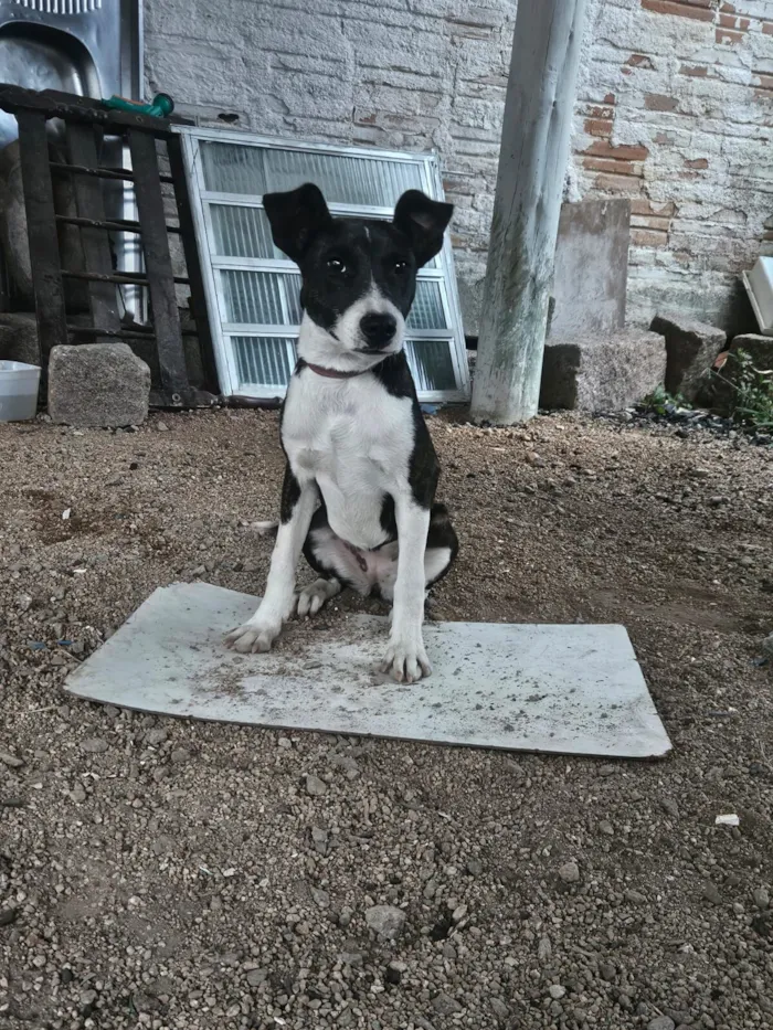 Cachorro raça SRD-ViraLata idade 2 a 6 meses nome Apolo e athena