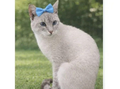 Gato raça Siamês idade 7 a 11 meses nome Dory 