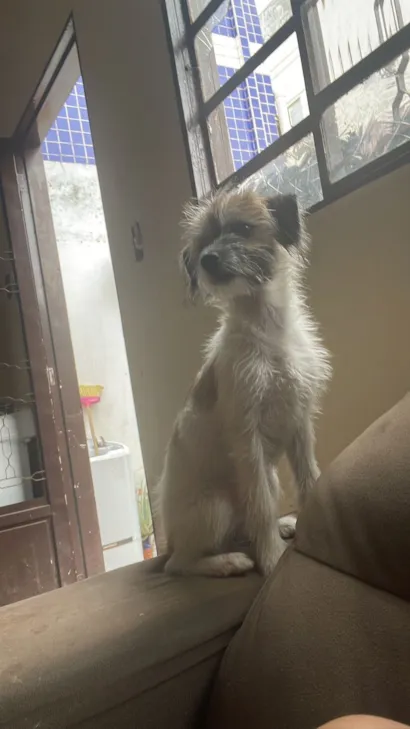 Cachorro raça SRD-ViraLata idade 7 a 11 meses nome Não tem ainda 