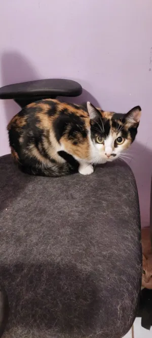 Gato raça SRD-ViraLata idade 1 ano nome Magali e Joli