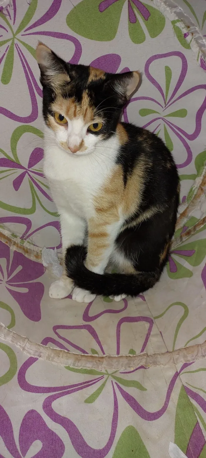 Gato raça SRD-ViraLata idade 1 ano nome Magali e Joli