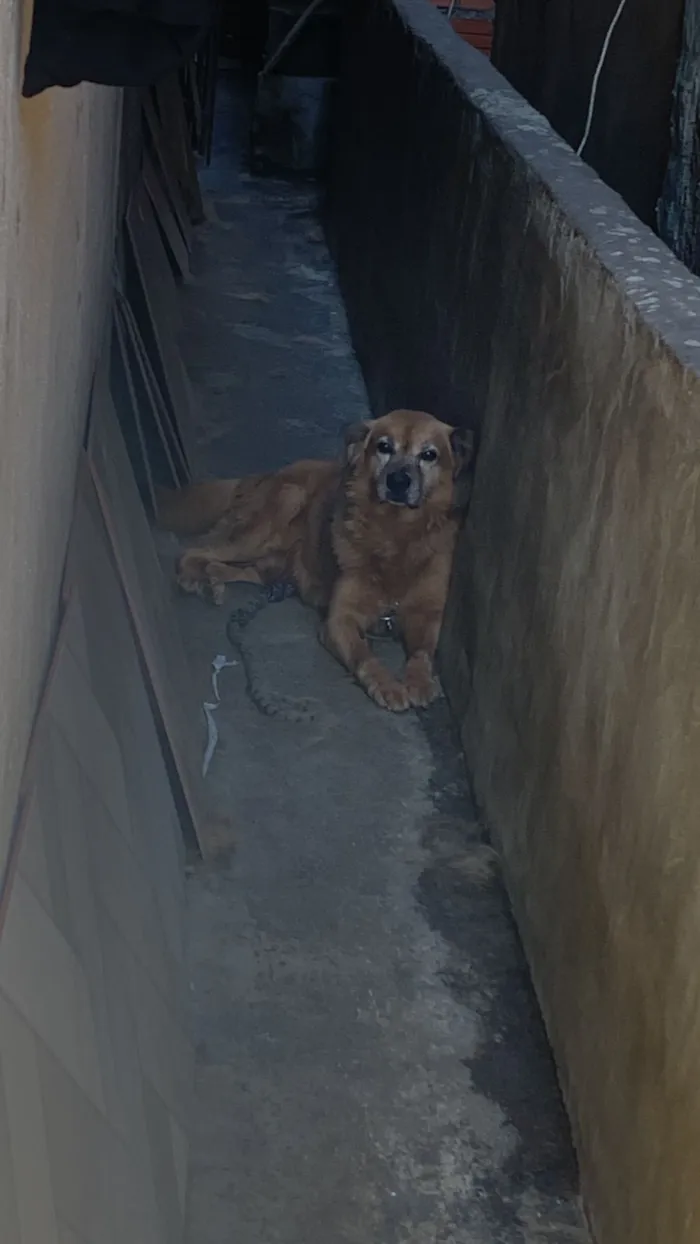 Cachorro raça SRD-ViraLata idade 6 ou mais anos nome Luigi