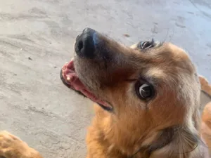 Cachorro raça SRD-ViraLata idade 6 ou mais anos nome Luigi