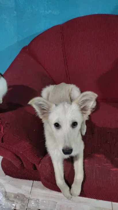 Cachorro raça SRD-ViraLata idade 2 a 6 meses nome Margoth