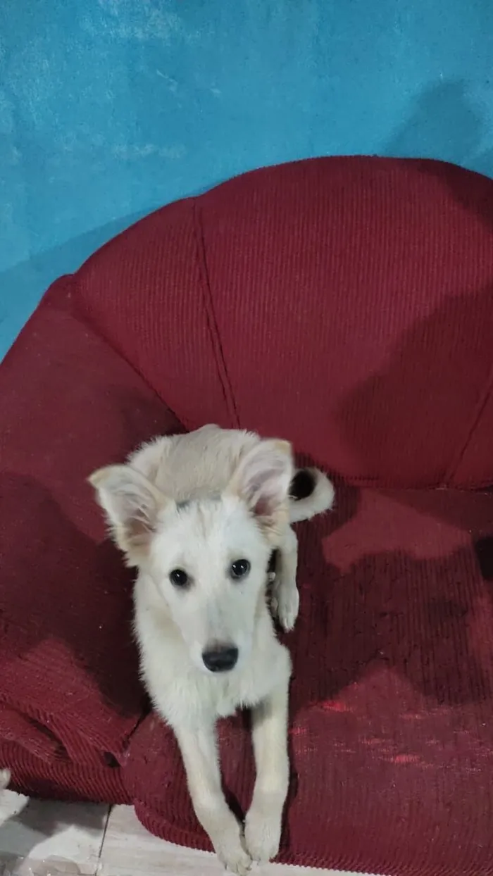 Cachorro raça SRD-ViraLata idade 2 a 6 meses nome Margoth