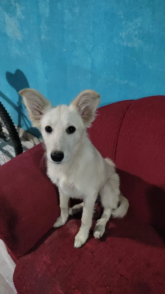 Cachorro raça Mestiça Border Collie idade 2 a 6 meses nome Margoth