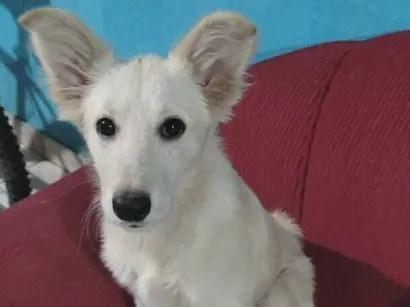 Cachorro raça Mestiça Border Collie idade 2 a 6 meses nome Margoth