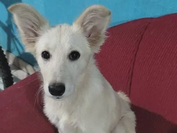 Cachorro raça Mestiça Border Collie idade 2 a 6 meses nome Margoth