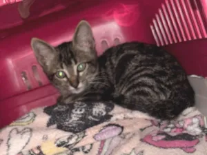 Gato raça SRD-ViraLata idade 2 a 6 meses nome Não dei um nome ainda 