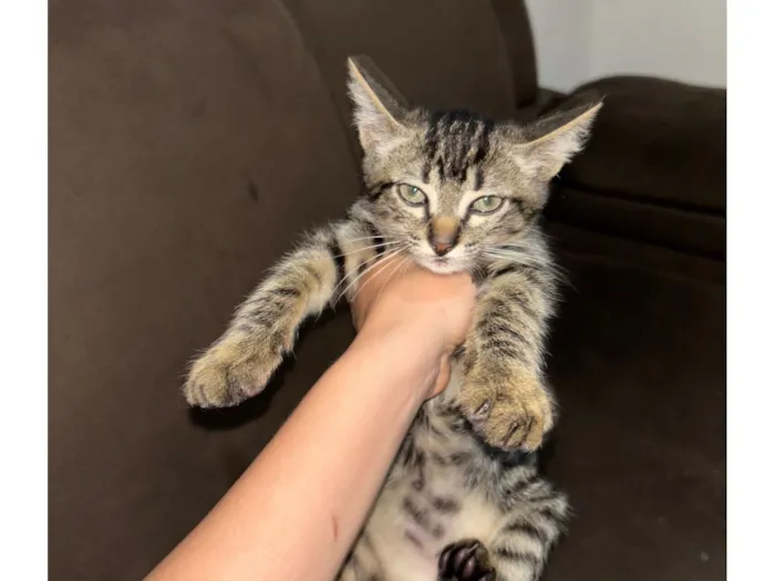 Gato raça SRD-ViraLata idade 2 a 6 meses nome Não dei um nome ainda 