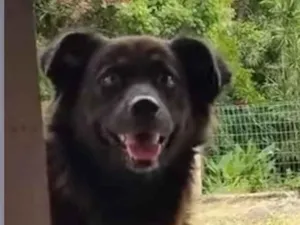 Cachorro raça Chow Chow idade 4 anos nome BLACK 