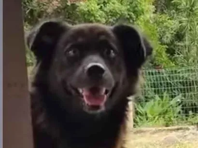 Cachorro raça Chow Chow idade 4 anos nome BLACK 