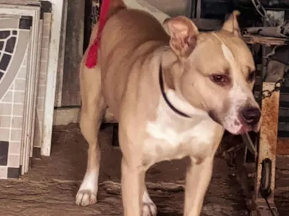 Cachorro raça Pit-Bull idade 1 ano nome Stubby