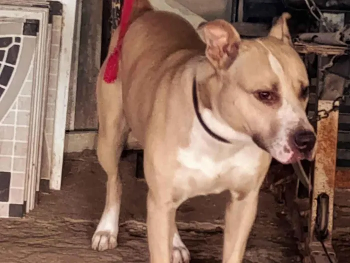 Cachorro raça Pit-Bull idade 1 ano nome Stubby