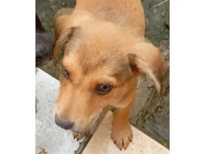 Cachorro raça SRD-ViraLata idade 2 a 6 meses nome Ainda sem nome(filhote)