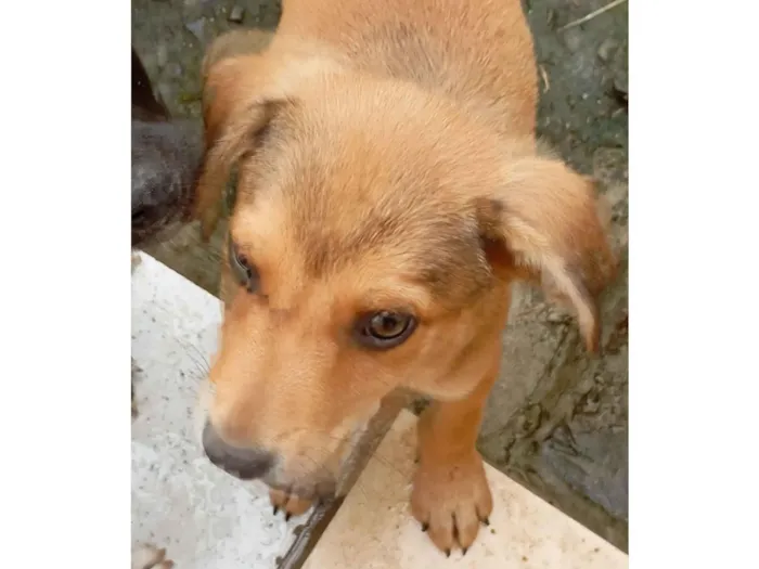 Cachorro raça SRD-ViraLata idade 2 a 6 meses nome Ainda sem nome(filhote)