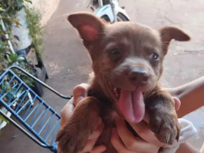 Cachorro raça SRD-ViraLata idade Abaixo de 2 meses nome filhotes