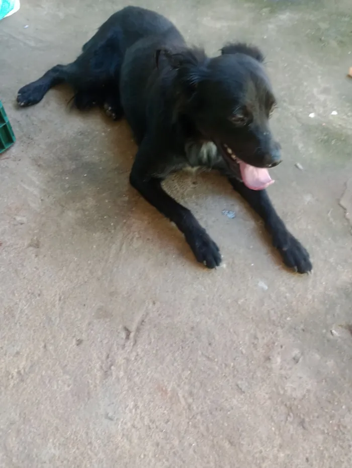 Cachorro raça SRD-ViraLata idade 2 anos nome Bilu 