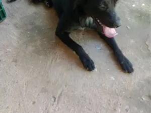 Cachorro raça SRD-ViraLata idade 2 anos nome Bilu 