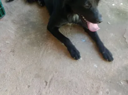 Cachorro raça SRD-ViraLata idade 2 anos nome Bilu 