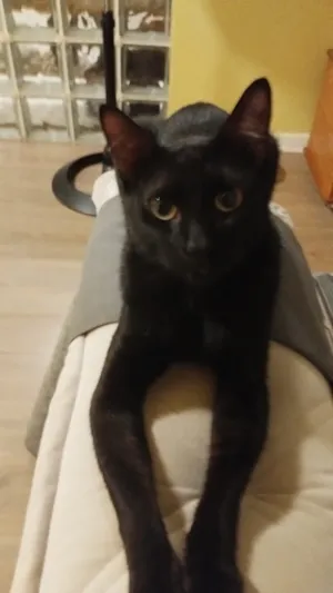 Gato raça SRD-ViraLata idade 2 anos nome Preto