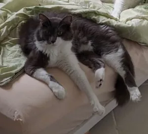 Gato raça Angorá idade 3 anos nome Tom