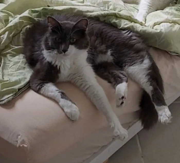 Gato raça Angorá idade 3 anos nome Tom