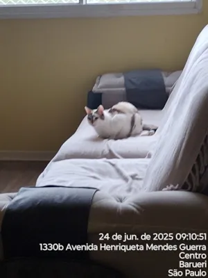 Gato raça SRD-ViraLata idade 4 anos nome Pipoca 