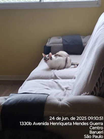 Gato raça SRD-ViraLata idade 4 anos nome Pipoca 