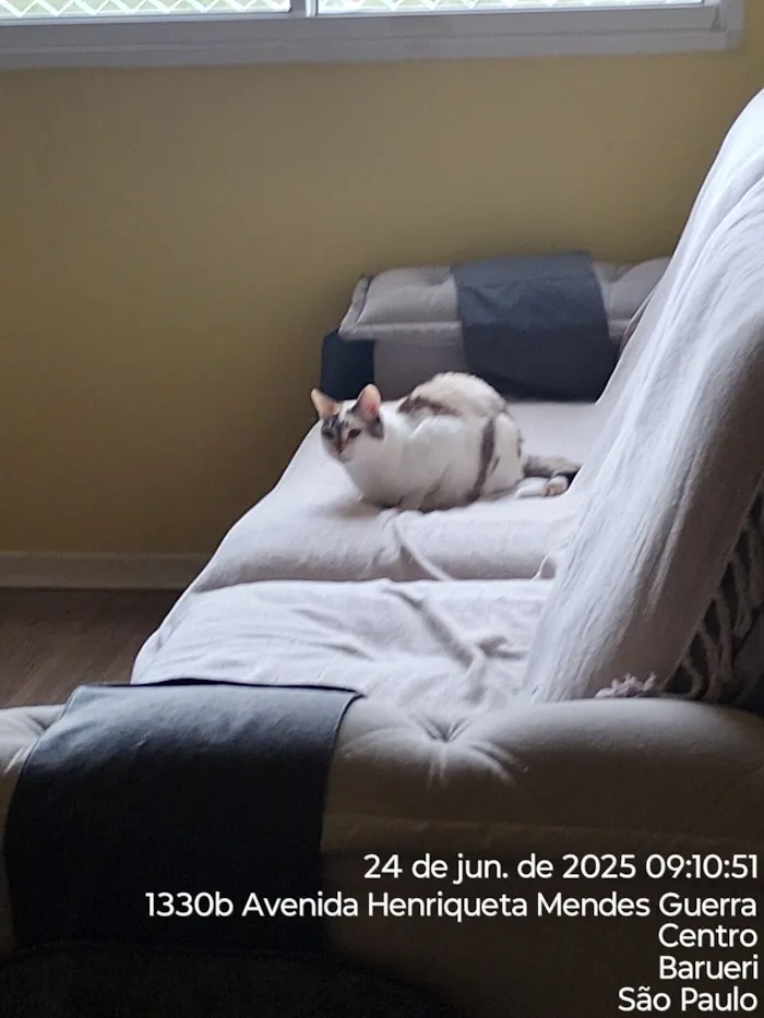 Gato raça SRD-ViraLata idade 4 anos nome Pipoca 