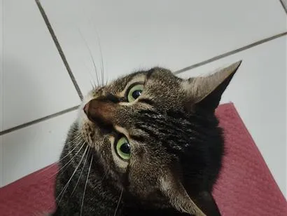 Gato raça SRD-ViraLata idade 3 anos nome Pantera