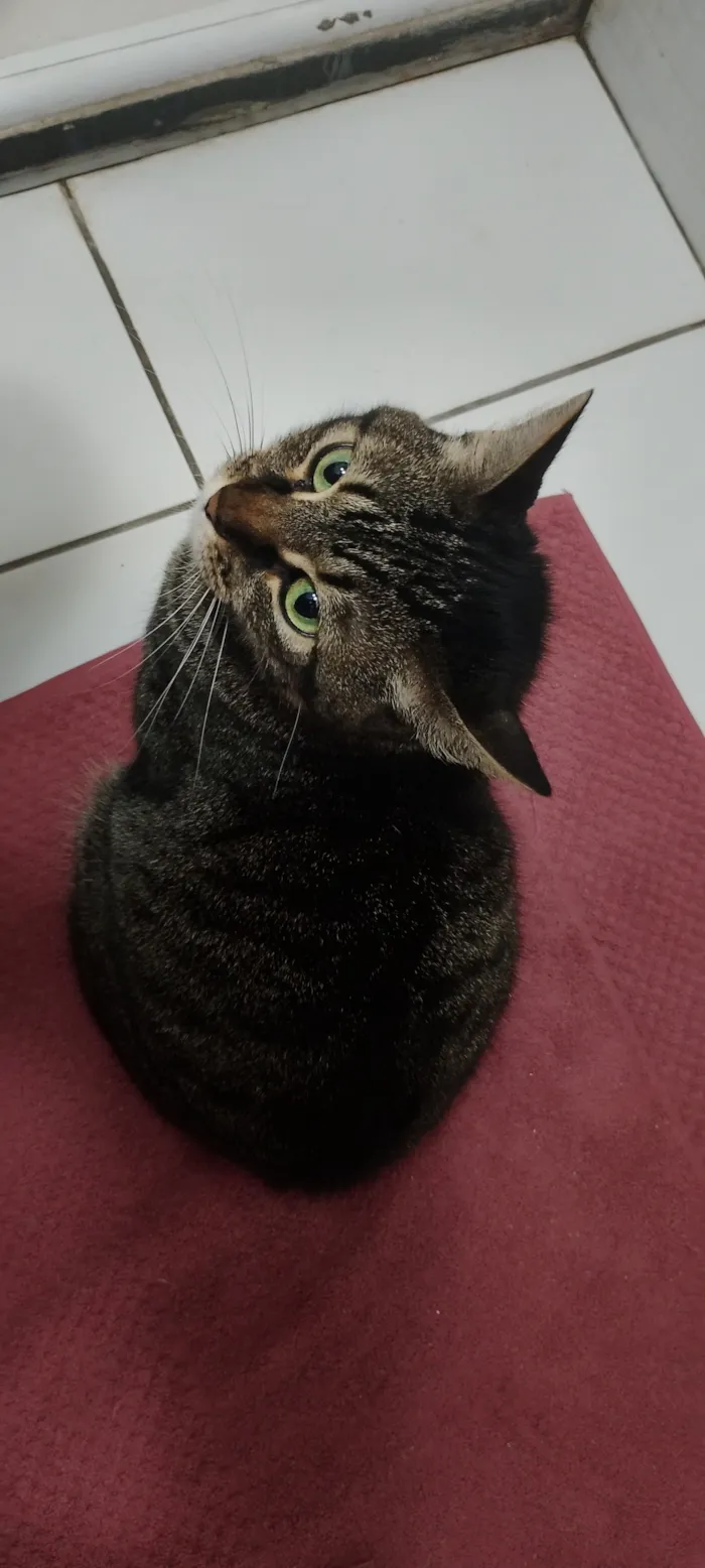 Gato raça SRD-ViraLata idade 3 anos nome Pantera