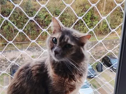 Gato raça SRD-ViraLata idade 2 a 6 meses nome Lua