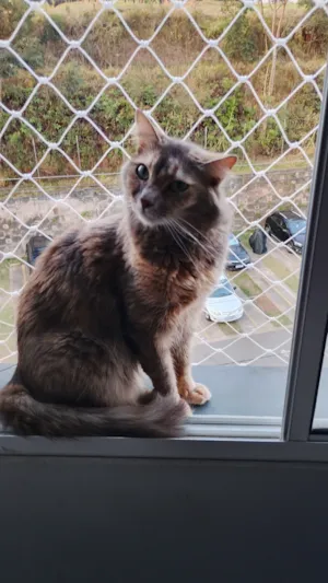 Gato raça SRD-ViraLata idade 2 a 6 meses nome Lua