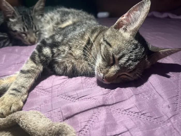 Gato raça SRD-ViraLata idade 2 a 6 meses nome sem nome 