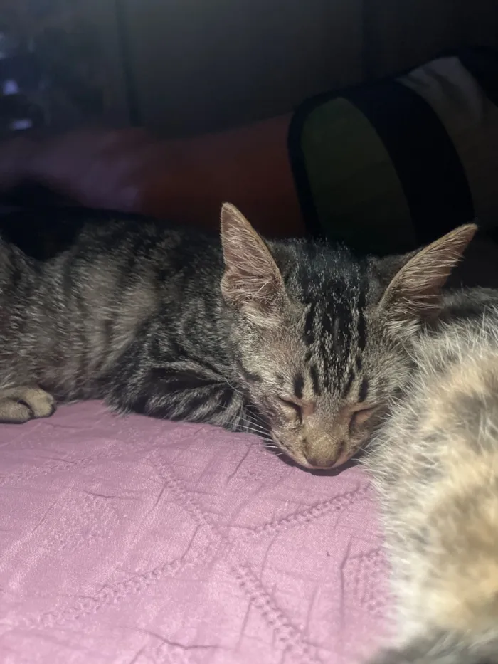 Gato raça SRD-ViraLata idade 2 a 6 meses nome sem nome 