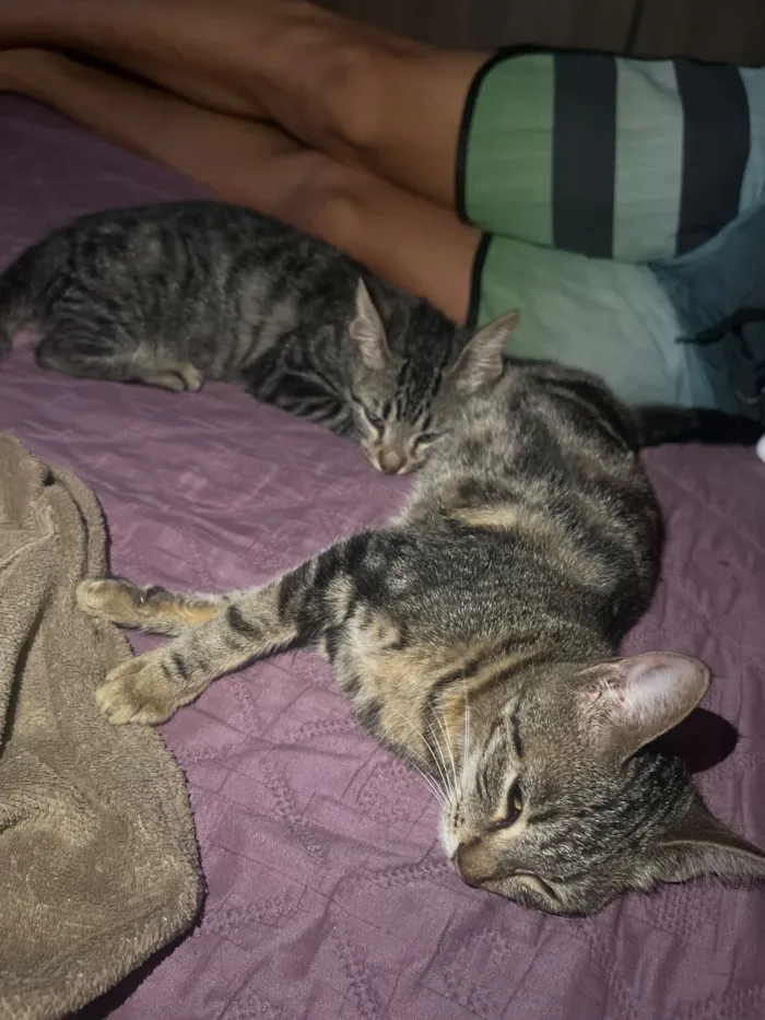 Gato raça SRD-ViraLata idade 2 a 6 meses nome sem nome 