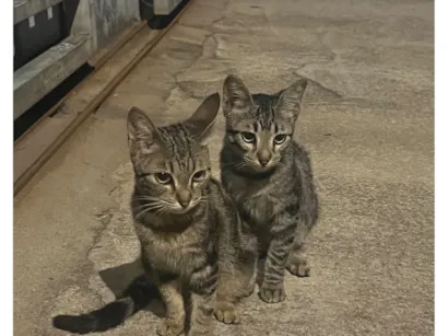 Gato raça SRD-ViraLata idade 2 a 6 meses nome sem nome 