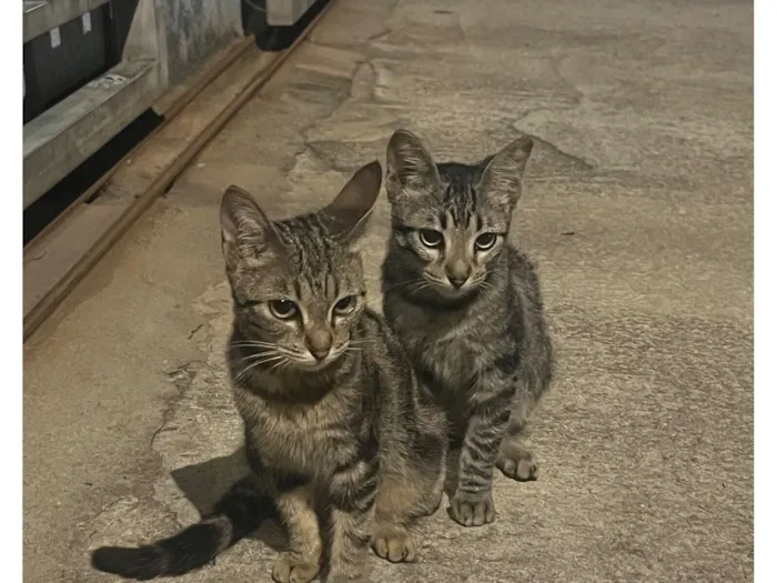 Gato raça SRD-ViraLata idade 2 a 6 meses nome sem nome 