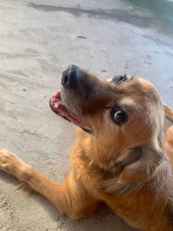 Cachorro raça SRD-ViraLata idade 6 ou mais anos nome Luigi