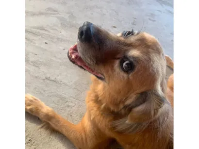 Cachorro raça SRD-ViraLata idade 6 ou mais anos nome Luigi