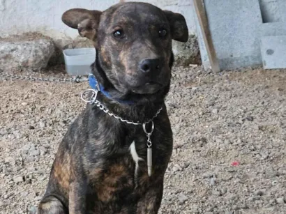Cachorro raça SRD-ViraLata idade 2 a 6 meses nome Apolo e athena