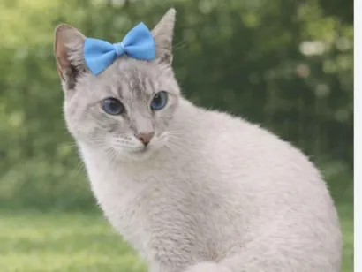 Gato raça Siamês idade 7 a 11 meses nome Dory 