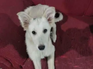 Cachorro raça SRD-ViraLata idade 2 a 6 meses nome Margoth