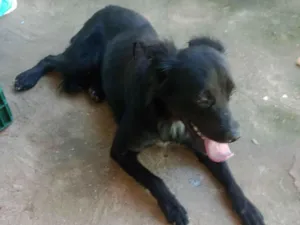 Cachorro raça SRD-ViraLata idade 2 anos nome Bilu 