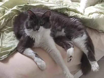 Gato raça Angorá idade 3 anos nome Tom