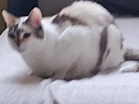 Gato raça SRD-ViraLata idade 4 anos nome Pipoca 