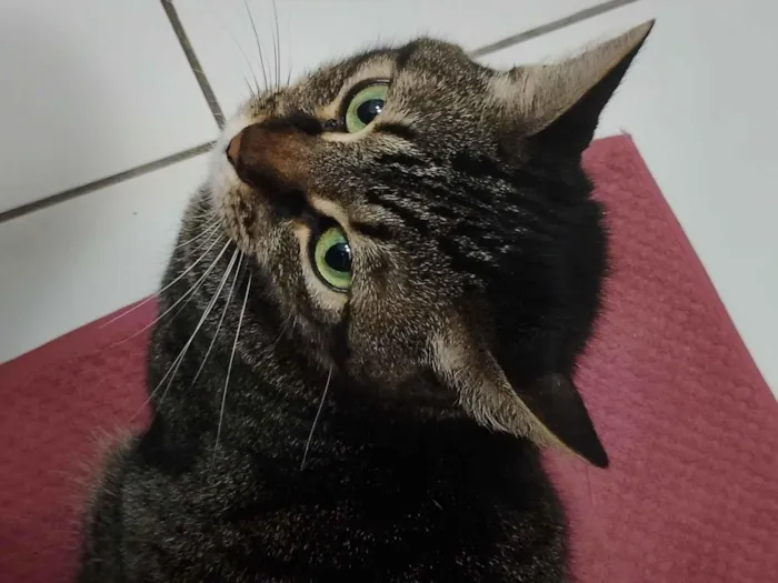 Gato raça SRD-ViraLata idade 3 anos nome Pantera
